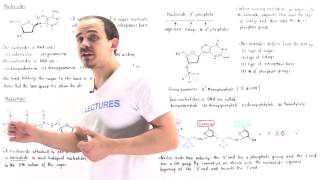 Nucleosides and Nucleotides [upl. by Albert]