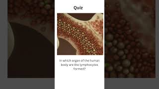 which organ of humanbody lymphocytes are formedanatomyshortsfeed shortsquizboneshortsbio [upl. by Ramgad150]