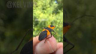 Large Milkweed Bugs Encounter [upl. by Harbour988]