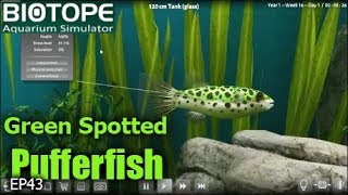 Biotope Aquarium Simulator  My Serpaes Are Breeding [upl. by Hunley]