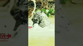 😱JAGUAR Attack Crocodiles  Jaguars Hunts in One Leap  Jaguar Attack Caiman wildlife jaguar [upl. by Odlabu]