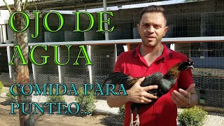 CRIADERO OJO DE AGUA HECHO UN GALLO HECHO EN MEXICO  TONY SERNA [upl. by Ahtnamas730]