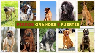 🐶 Razas de PERROS GRANDES y FUERTES ¿ Los CONOCES a TODOS [upl. by Andra]