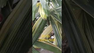 VARIEGATED Rhapis Palm [upl. by Ocsirf]