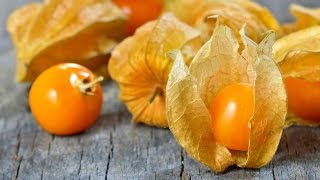 Top 10 Amazing Health Benefits of Physalis Cape gooseberry Fresh Fruit  fruit of the month [upl. by Theresita]