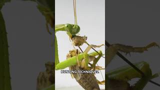 The Praying Mantis Is A Master Hunter 🎯 [upl. by Ttekcirc]