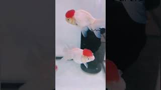 Stunning Red Cap Oranda Goldfish  A Beautiful Aquarium Star goldfish orandagoldfish shorts [upl. by Blackmun58]