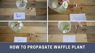 How to propagate a waffle plant [upl. by Okika]