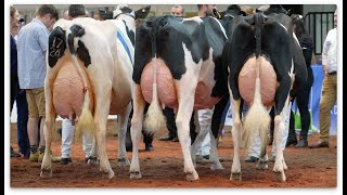 UK Dairy Day 2022Holstein Grand Championship [upl. by Euseibbob]