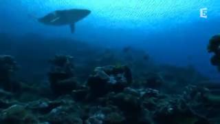 Le Megalodon ancêtre du Requin Blanc DOCUMENTAIRE [upl. by Foley]