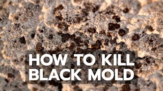 How to Kill Black Mold Safely amp Forever [upl. by Rimahs]