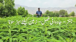 Jantar Cultivation  Green Gold for Soil Health  جنتر زمین کیلئے سبز سونا  کارپوریٹ فارمنگ [upl. by Waverly]