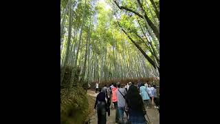 Arashiyama Bamboo Forest Kyoto Japan [upl. by Nnahs659]