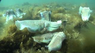 Giant Australian Cuttlefish Sepia apama Mating Behaviors [upl. by Bettine]