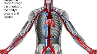 How Blood Flows through the Body Animation  Circulatory System Video [upl. by Ravahs59]