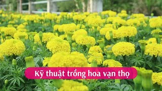 Kỹ thuật trồng hoa Vạn Thọ [upl. by Yatzeck]