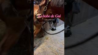 On a failli lui couper la jambe 🐴 entresesoreilles humour cheval equitation shorts minivlog [upl. by Atlee658]