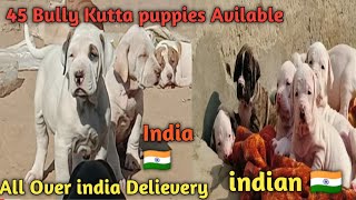 Top Quality Bully Kutta  Indian Mastiff  Pakistani Bully  Puppies Avilable for sale [upl. by Haman]