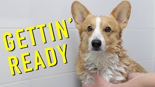 GETTIN READY  Topi the Corgi [upl. by Gambrill]