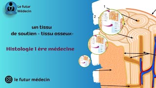 Un tissu osseux tissu de soutien  Histologie 1 ère médecine [upl. by Maxine]