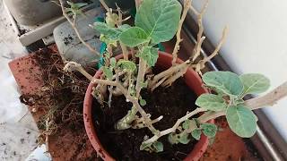 Repotting my Datura plant [upl. by Punke]