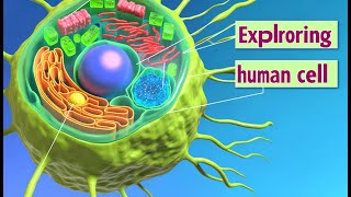 Human Cells  A Detailed Exploration of Human Cell Structure and Function [upl. by Trela]