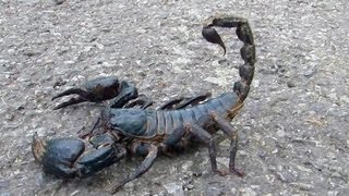 😱 Giant Black Scorpion  Wildlife Thailand 😨 [upl. by Attegroeg]