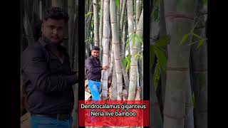 Beautiful Dendrocalamus giganteus bamboo Neria live bamboo call me 7002791693 [upl. by Anu]