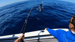 Big Blue Marlin caught outside Calheta Madeira [upl. by Guise]