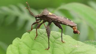 Coreidae family bug with a yellow heart on his back [upl. by Callie]