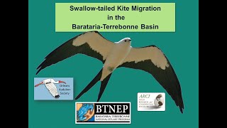 Swallowtailed Kite Migration in the BaratariaTerrebonne Basin [upl. by Eisej]