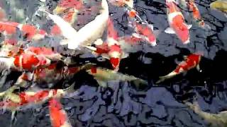 Ogata Koi Farm Japan [upl. by Ninette827]