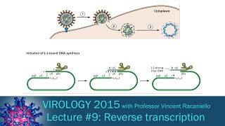 Virology 2015 Lecture 9 Reverse transcription and integration [upl. by Reynard]