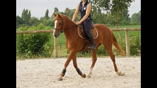 Poney D à vendre  Espoir  Hongre PFS  3 ans  1m47 [upl. by Sitoeht]