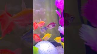 Glow Tetra Fish  Tetra Fish Tank Setup shorts ytshorts fish aquarium [upl. by Aldwin]