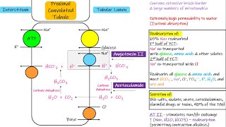 Transport in Proximal Convoluted Tubule PCT  Chapter 28 part 3 Guyton and Hall Physiology [upl. by Arimahs]