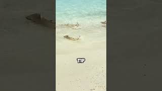 Amazing Baby Blacktip Sharks Looking for Food by the Shore 🦈💧 shorts [upl. by Ahsap]