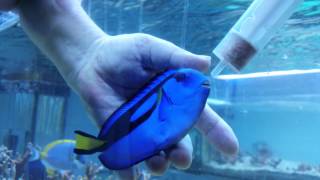 Karmienie uratowanego hepatusa  Feeding a rescued hepatus  Pacific Blue Tang  Hippo tang  Dory [upl. by Ylak]