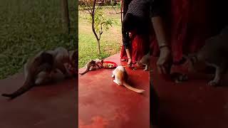 Lunch timefoodandbeverage love bhojpuri kitten kitt [upl. by Regine]