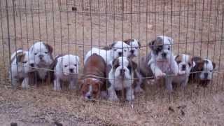 Dog pile English Bulldog puppies sleeping [upl. by Drofwarc]