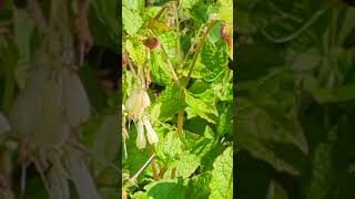 Female Hairyfooted Flower Bee visiting comfrey flowers [upl. by Aenitsirhc]