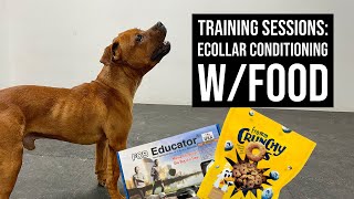 Training Sessions Ecollar conditioning Oso using food [upl. by Cleodell]