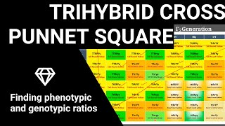 Blood Types and Punnett Squares [upl. by Pippas]