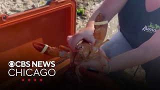 Rare orange lobster rescued from New York market [upl. by Honeywell]