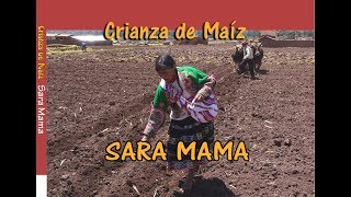 Siembra de Maiz  Sara Mama [upl. by Hayley]