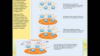 Microparticle Enzyme Immunoassay MEIA [upl. by Debi158]