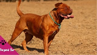 What Makes Dogue de Bordeaux a Great Dog [upl. by Naujad]