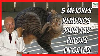 ✅ 5 MEJORES REMEDIOS CASEROS PARA LAS PULGAS EN GATOS ✅ [upl. by Aicaca]