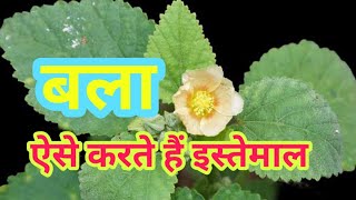 बला के फायदे  Sida cordifolia  Medicinal benefits and home uses  पौधे को पहचान लें [upl. by Eimmac]