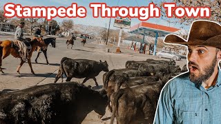 Herding 500 Cows Down Main Street Vlog 36 [upl. by Navarro409]